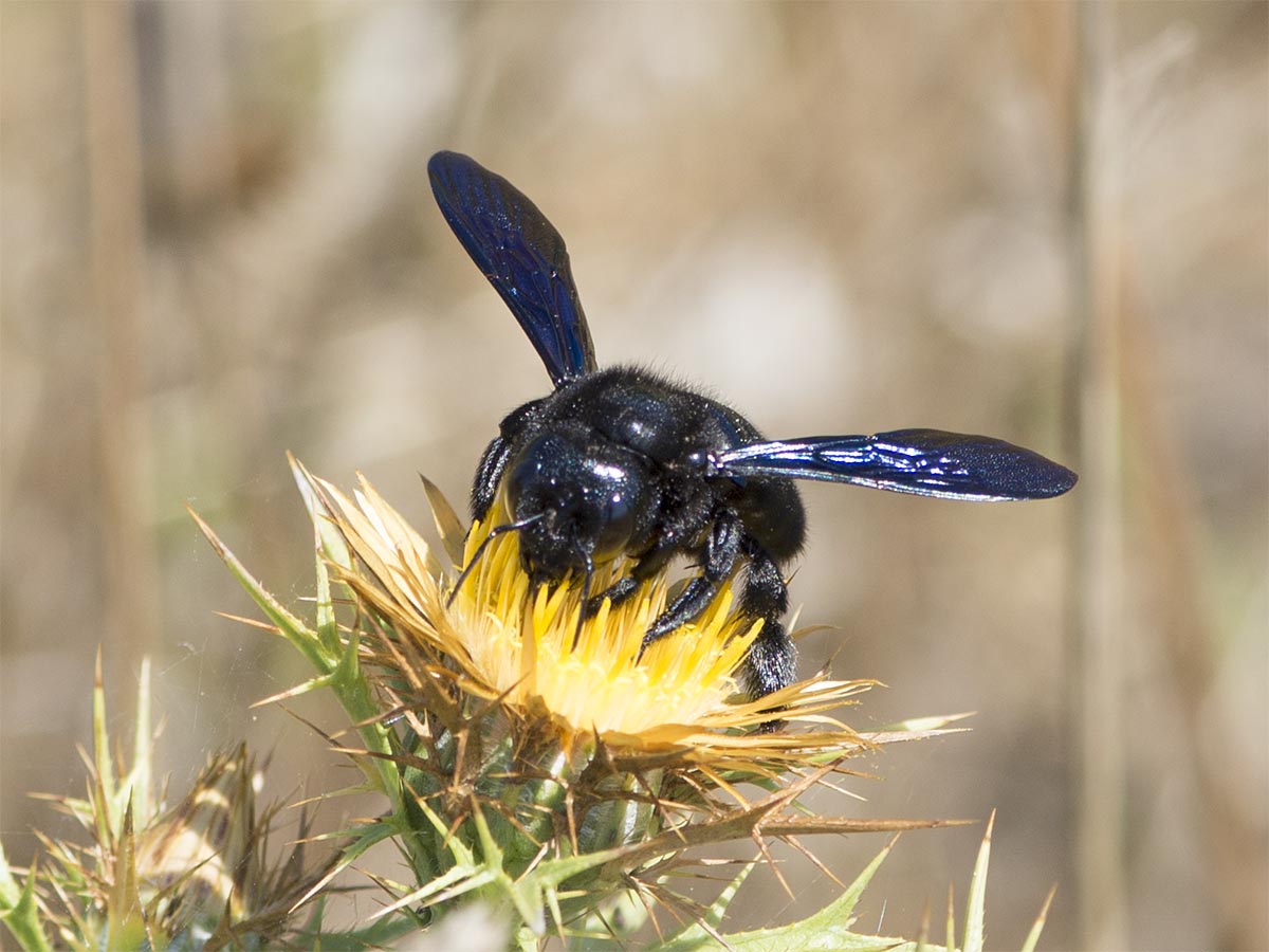 Xylocopa violacea